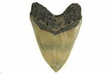 Fossil Megalodon Tooth - Huge NC Meg #298794-2